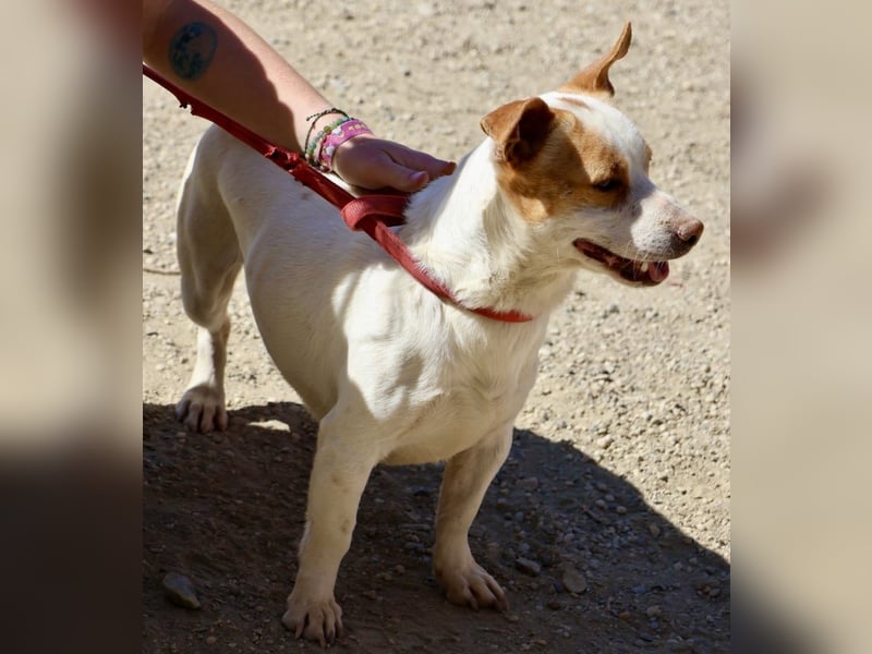 Kevin - verschmust, freundlich und aufgeweckt