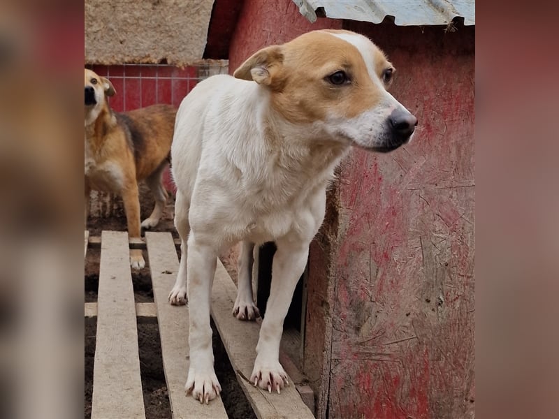 Lulu - freundlich und schüchtern