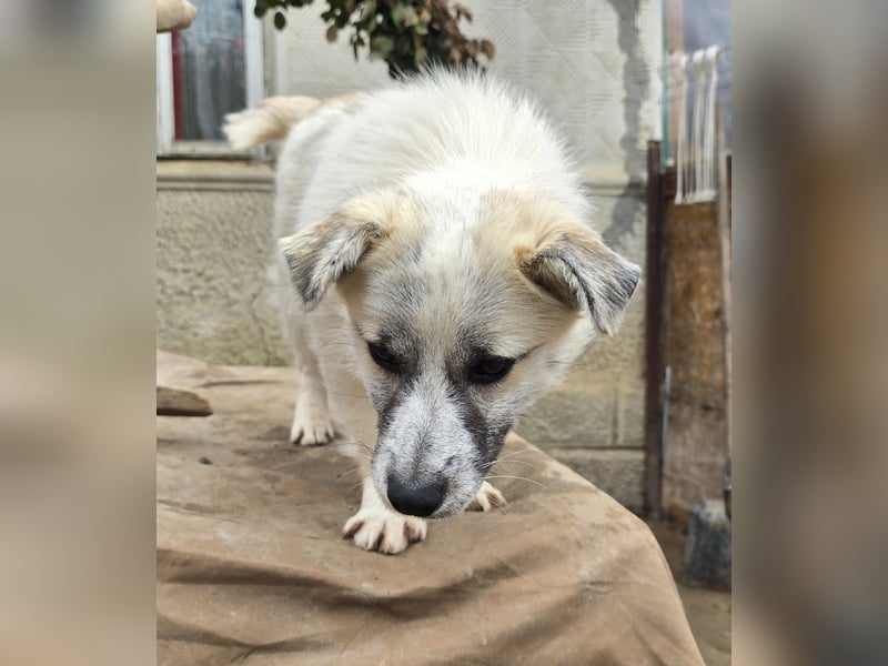 Jubata - freundlich und verschmust