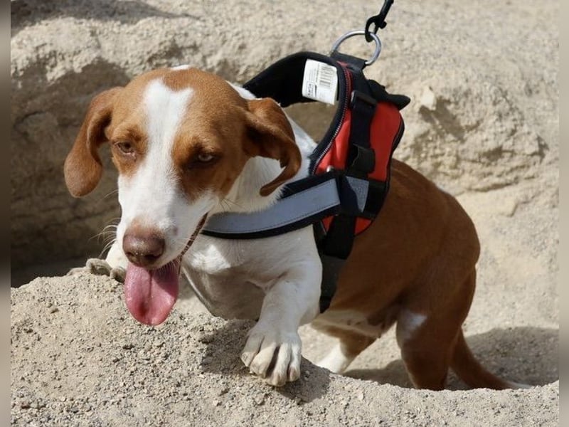 Lola - verschmust, neugierig und freundlich