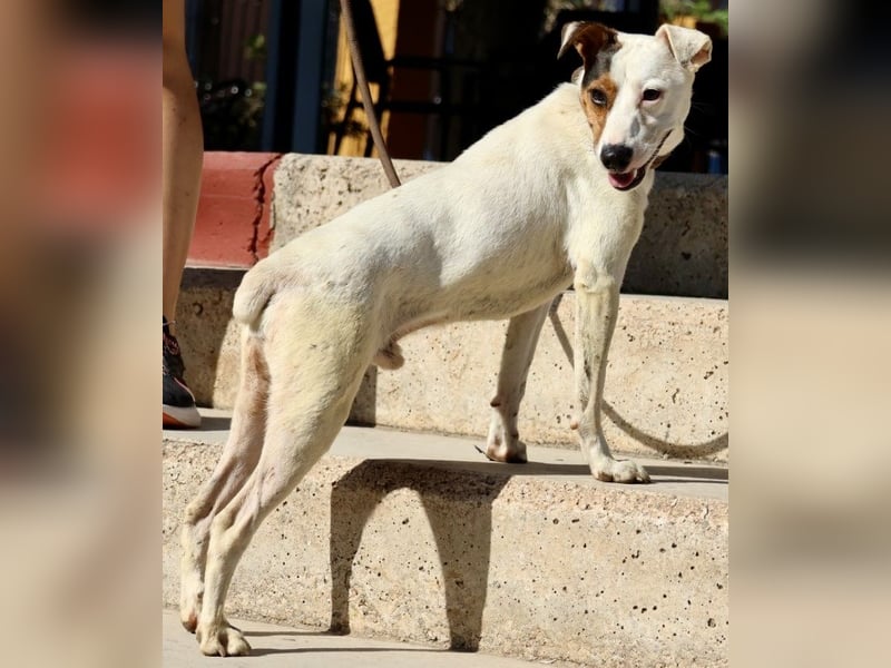 Parche - lernwillig, freundlich und gut sozialisiert