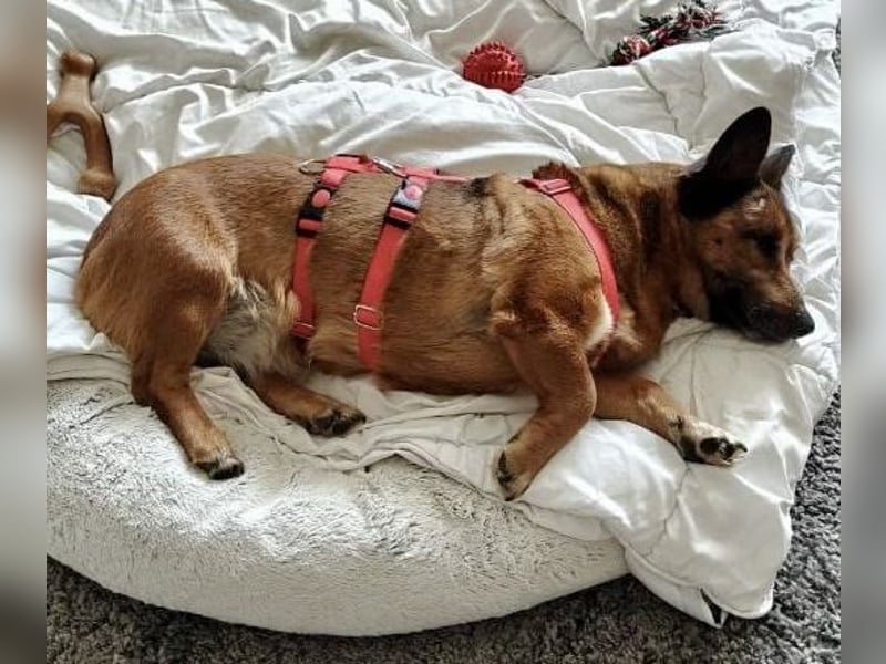 Matilde - verschmust, ruhig und gemütlich / Bereits in Deutschland