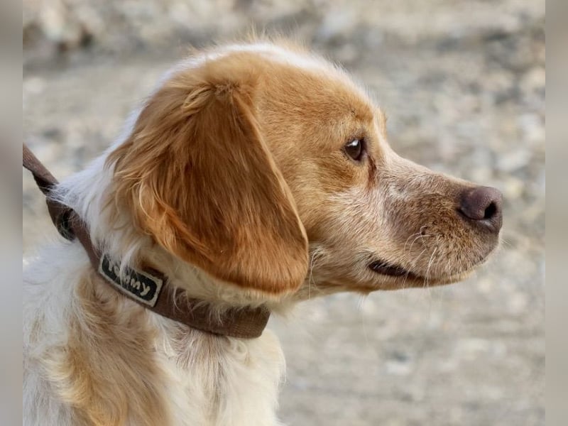 Bonja,  klug, verschmust und aufmerksam