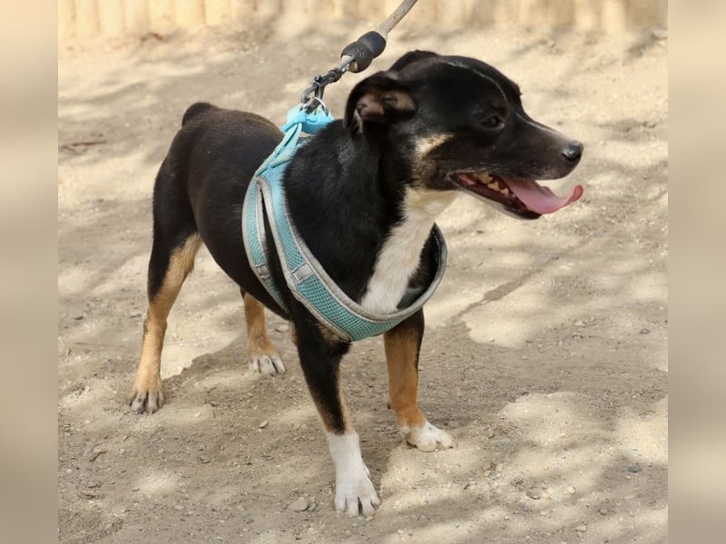 Toby - lässt sich gerne anfassen, zutraulich und aufmerksam