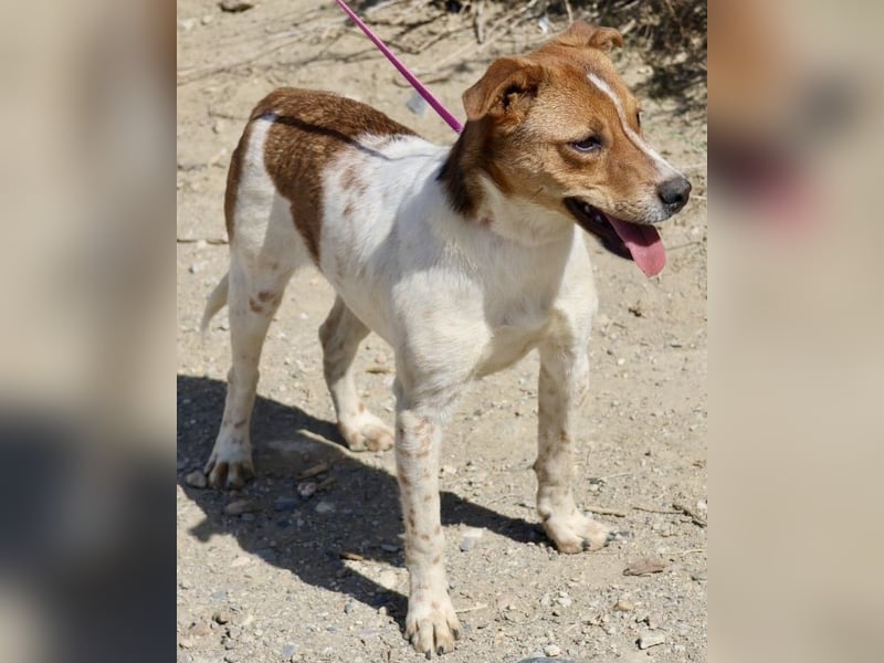 Esteban, gut sozialisiert, aufgeschlossen, neugierig