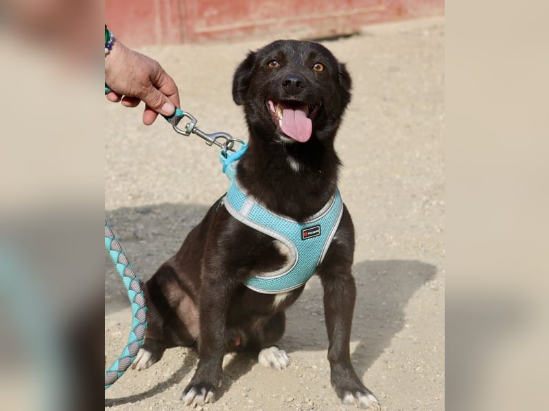 Arthur -  lässt sich gerne anfassen, zutraulich und neugierig