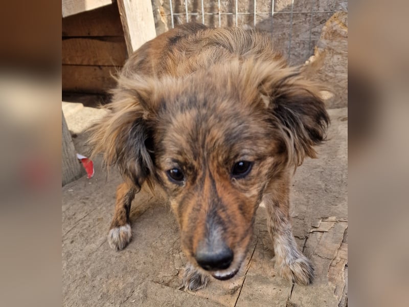 Peanut - aufgeschlossen und freundlich