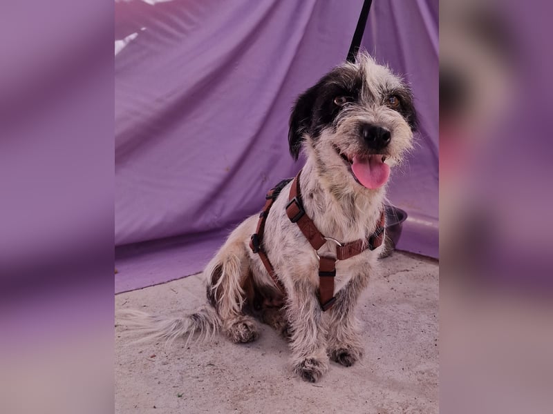 Whitney - neugierig und verschmust