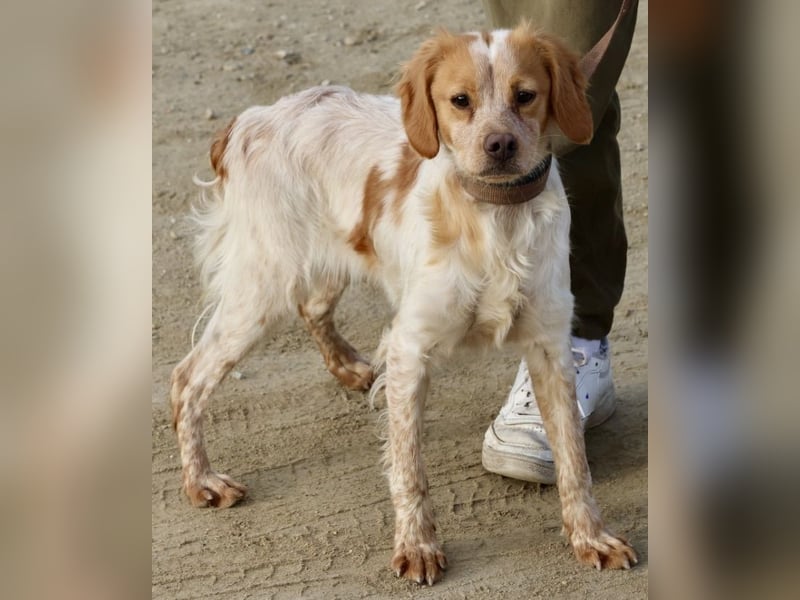 Borja, menschenbezogen, verschmust und klug