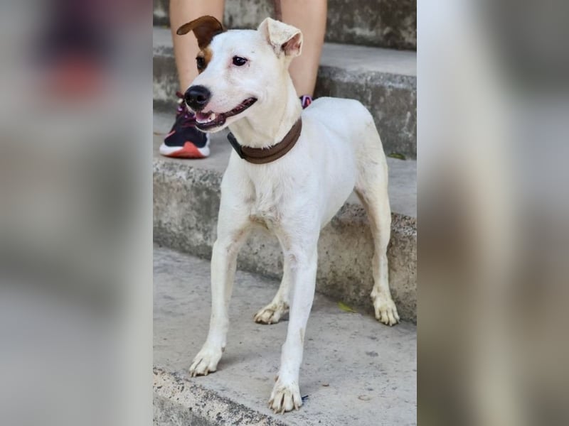 Parche - familiengeeignet, freundlich und lernwillig