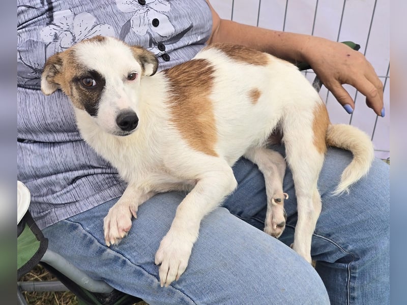 Minja - jung und verträglich