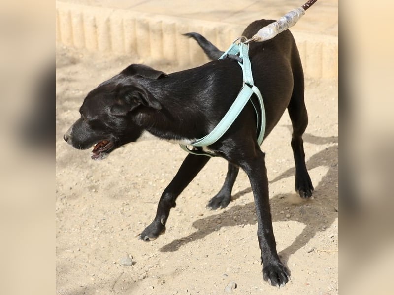 Ron - lässt sich gerne anfassen, freundlich und neugierig