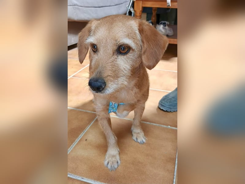 Canela - familiengeeignet, zutraulich und freundlich