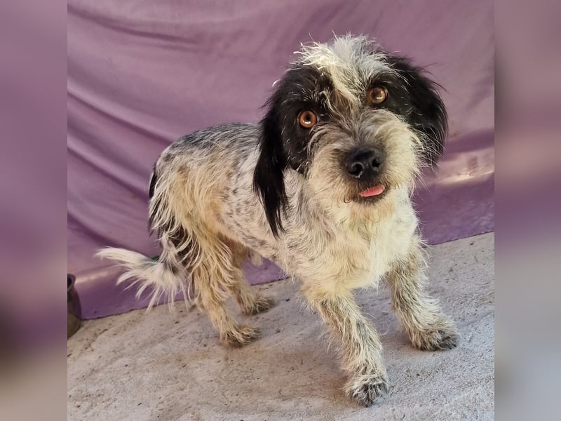 Whitney - neugierig und verschmust