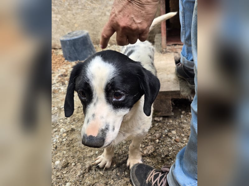 Spot - zutraulich und entspannt