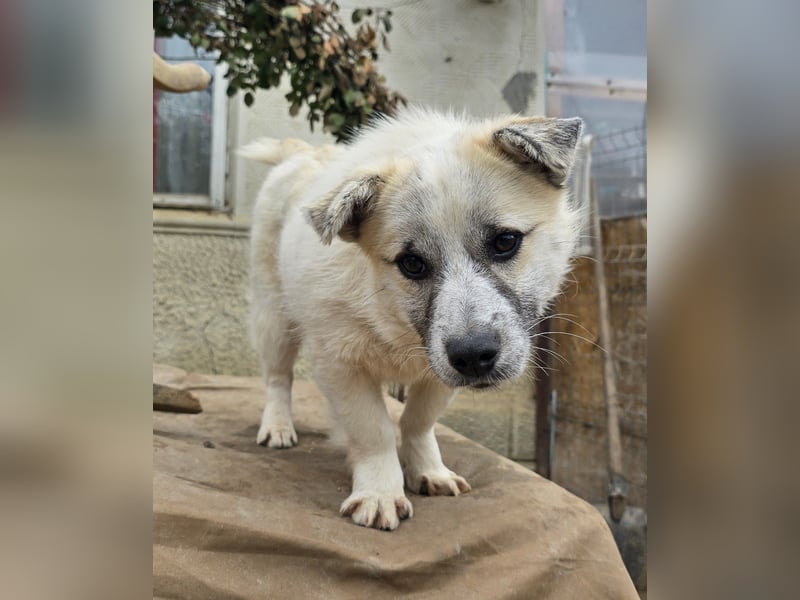 Jubata - freundlich und verschmust