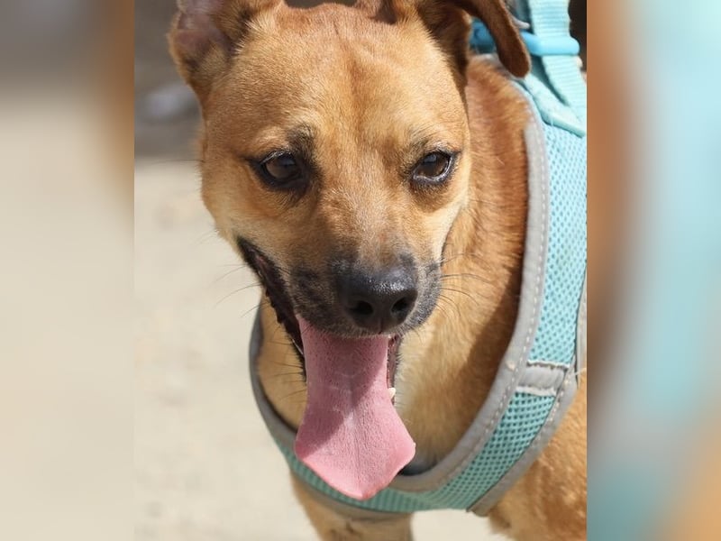 Ollie -  verschmusst, freundlich und offen