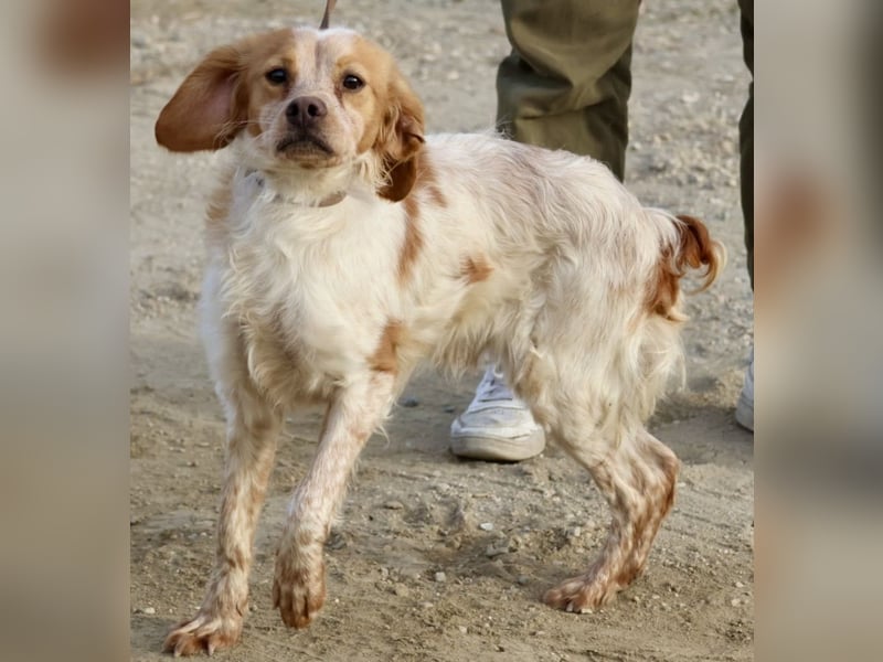 Borja, menschenbezogen, verschmust und klug