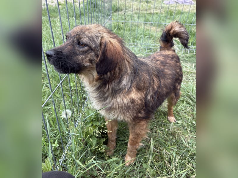 Enya - neugierig und aufmerksam