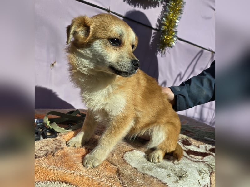 Lotte - gut verträglich - BEREITS IN DEUTSCHLAND