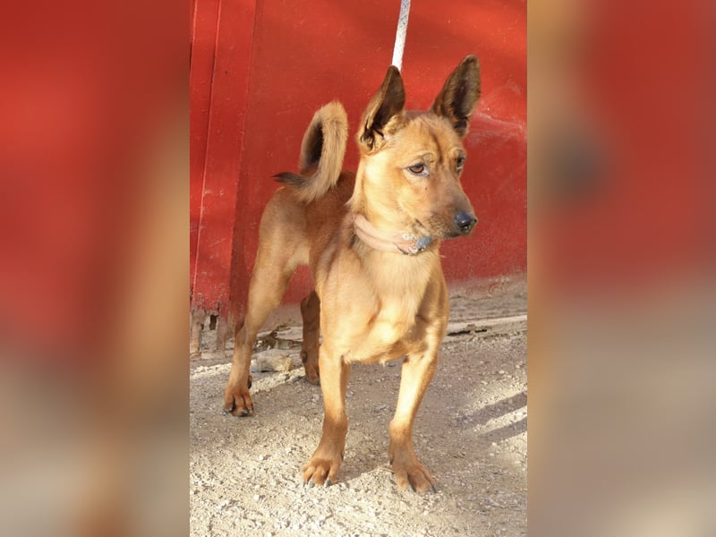 Rolo - verschmust, freundlich und neugierig