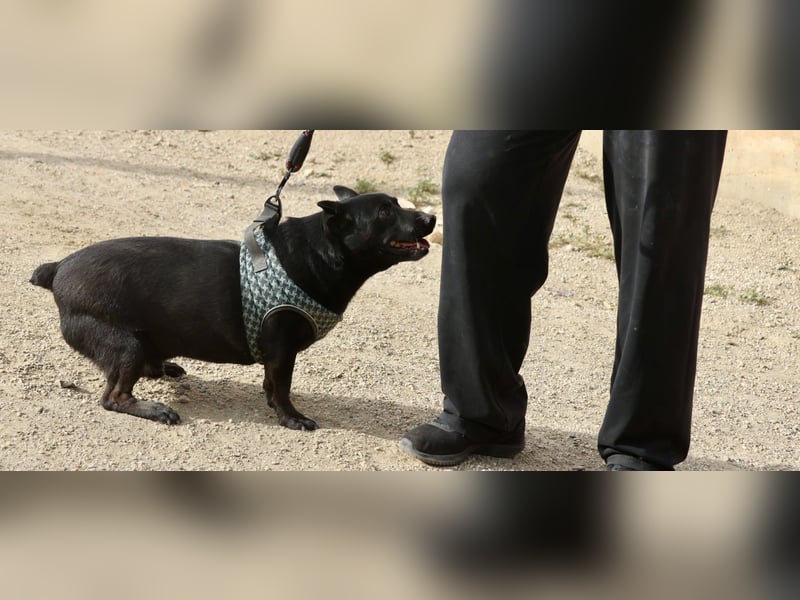 Zeus - lässt sich gerne streicheln,  neugierig und freundlich