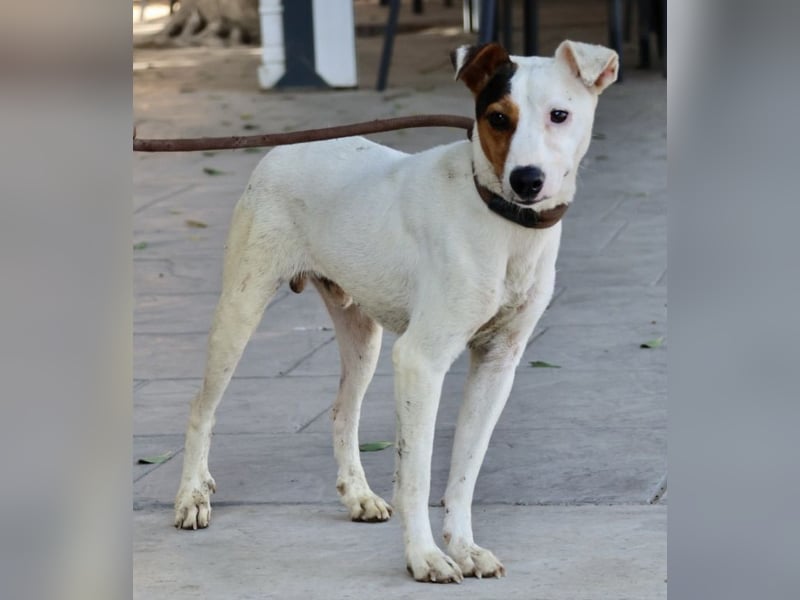 Parche - familiengeeignet, freundlich und lernwillig