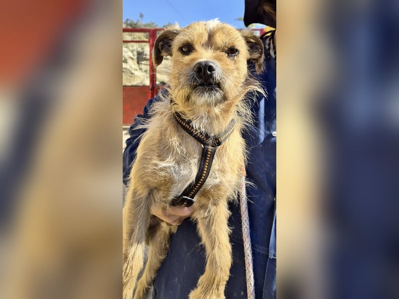 Alfie - verschmust, zutraulich und aufmerksam