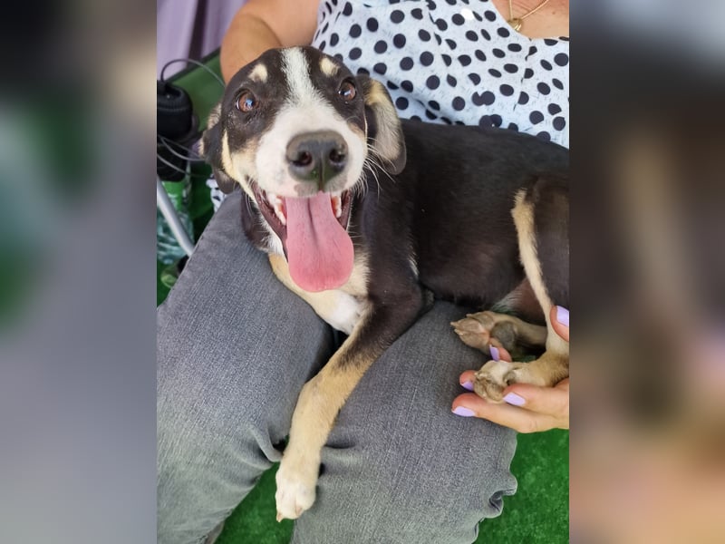 Paule - aufgeweckt und neugierig