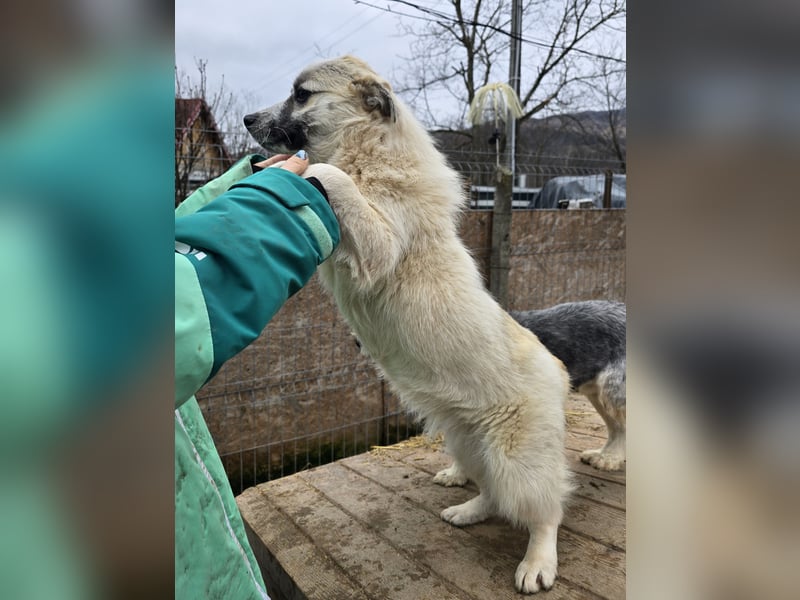 Jubata - freundlich und verschmust