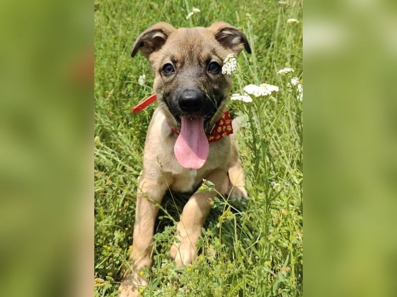 Zino - menschenbezogen und neugierig