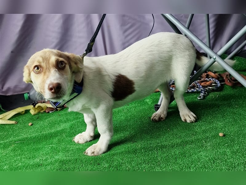 Katy - vorsichtig und verschmust