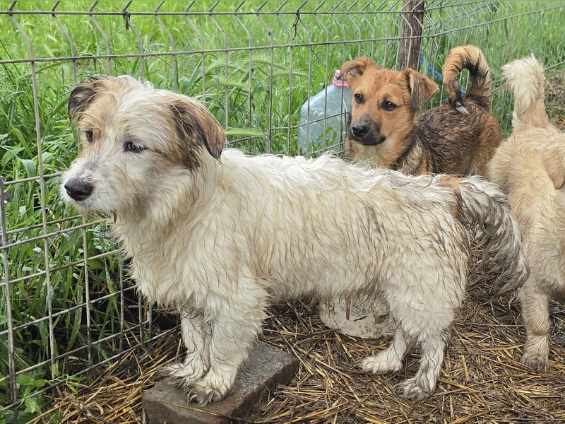 Archie - freundlich und lernwillig