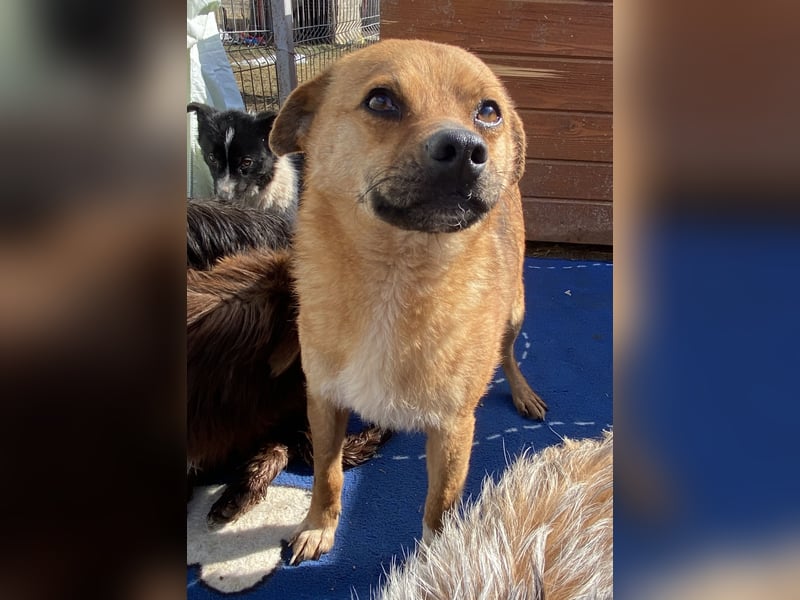 Magnus - zutraulich und menschenbezogen