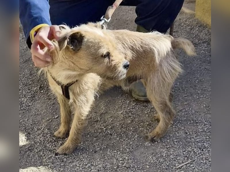 Alfie - verschmust, zutraulich und aufmerksam