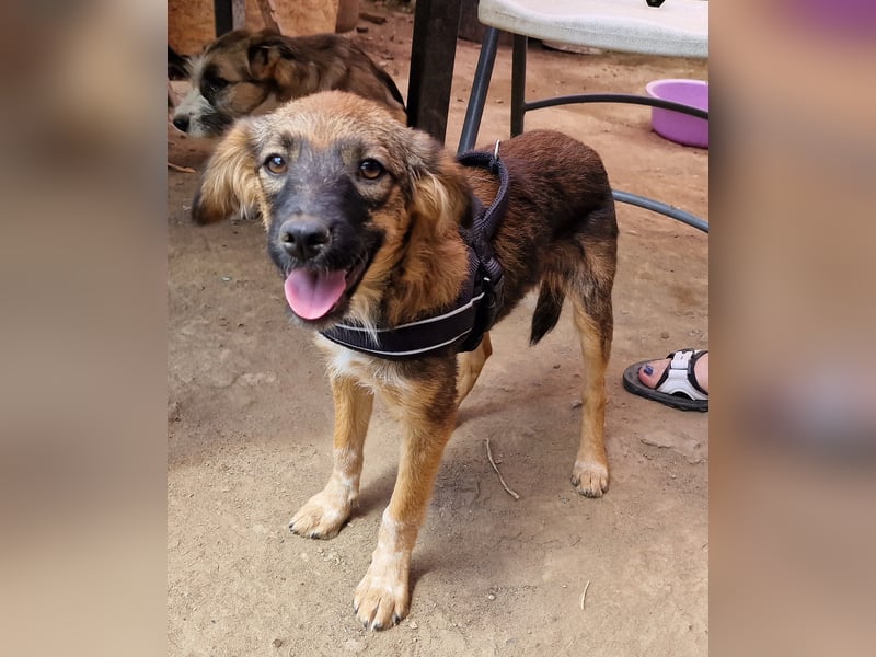 Enya - neugierig und aufmerksam