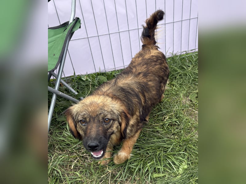 Enya - neugierig und aufmerksam