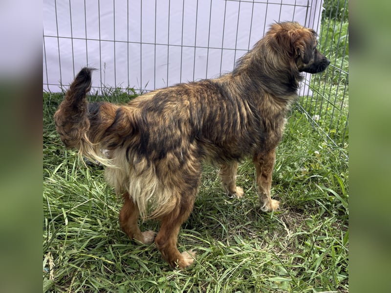 Enya - neugierig und aufmerksam