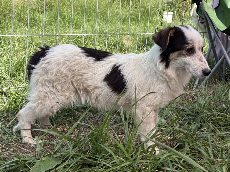 Elliot - jung und lernwillig