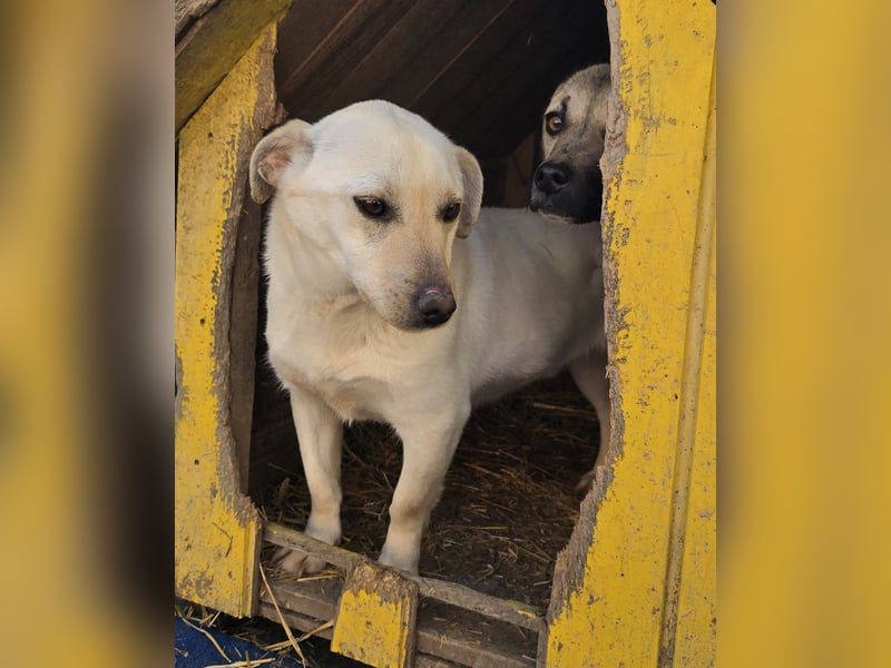 Robin - freundlich und lernwillig