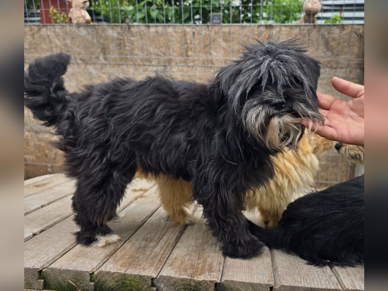 Chewbacca - verschmust und freundlich