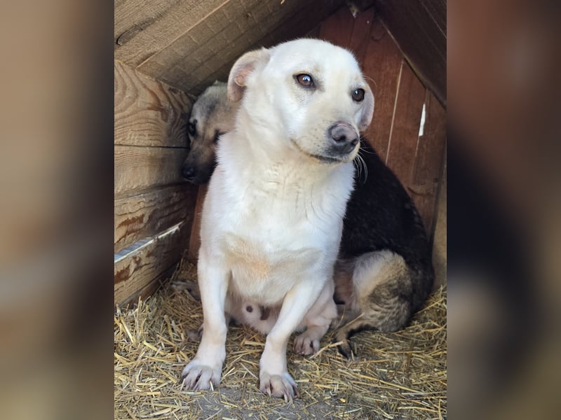 Robin - freundlich und lernwillig