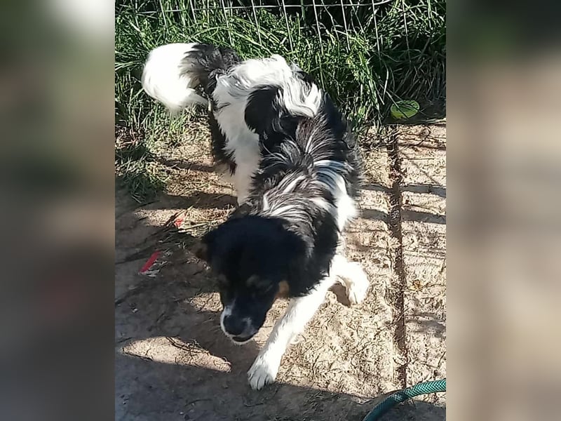 Babsi - freundlich und lernwillig