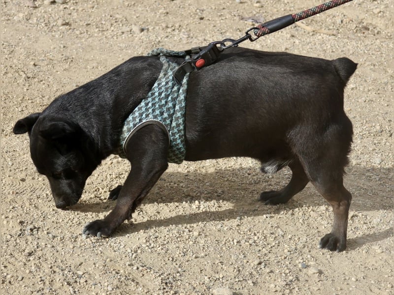 Zeus - lässt sich gerne streicheln,  neugierig und freundlich