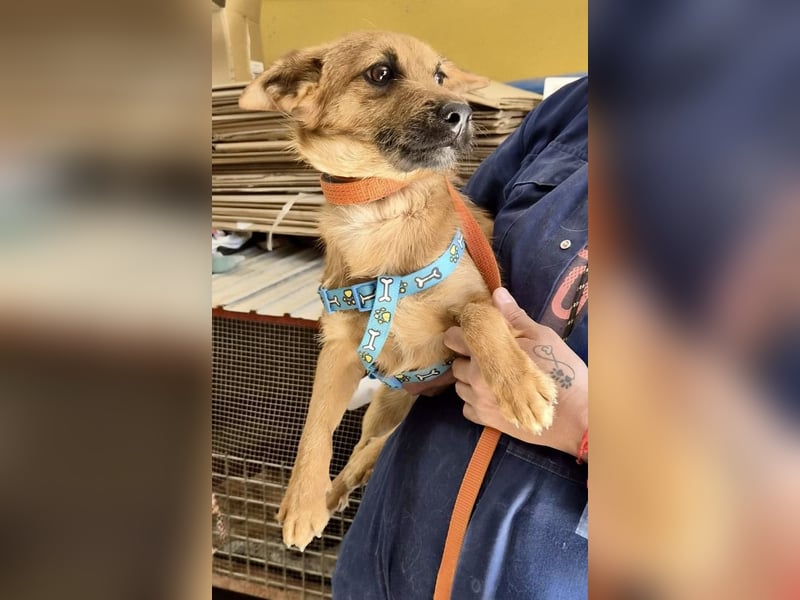 Diesel - lernwillig, freundlich und zutraulich