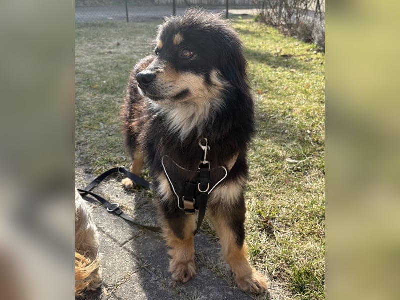 Lio - neugierg und leinenführig - BEREITS IN DEUTSCHLAND