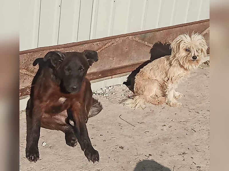 Maxi - neugierig und verspielt