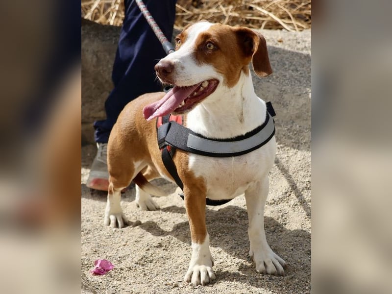 Lola - verschmust, neugierig und freundlich