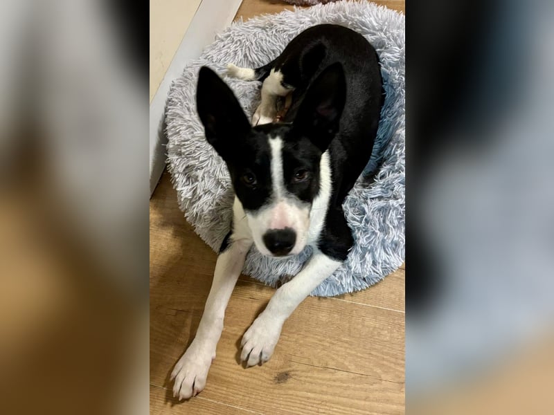Marlo, agil, verspielt, neugierig