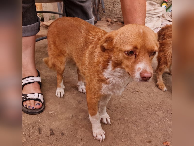 Ovana - freundlich und vorsichtig